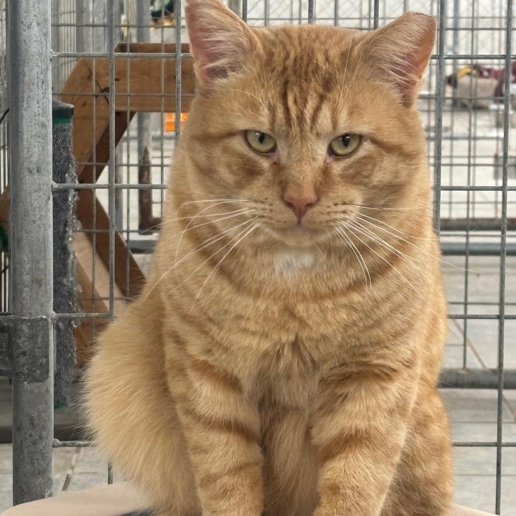 Pumpkin Spice, Adoptable, Adult Male Domestic Short Hair.