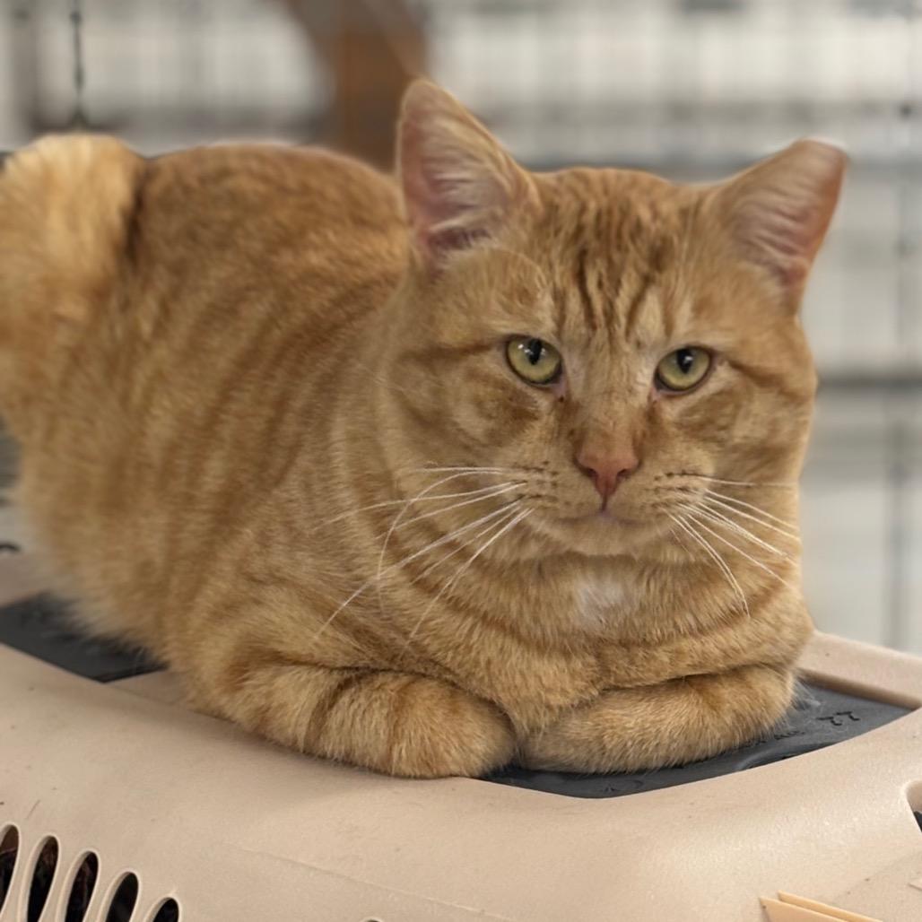 Enlarge Pumpkin Spice, a Adoptable Domestic Short Hair in East Smithfield , PA image 1/6
