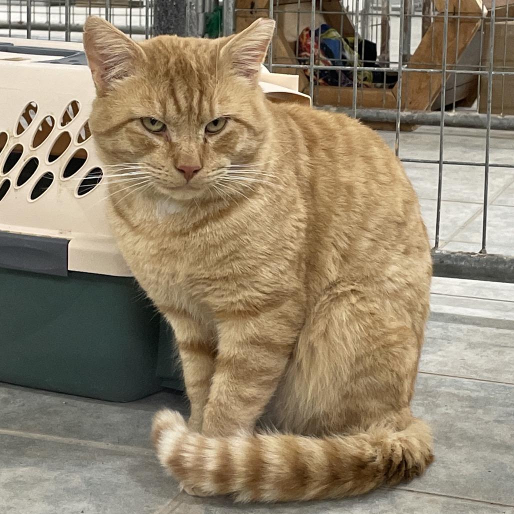 Pumpkin Spice, a Adoptable Domestic Short Hair in East Smithfield , PA image 2/6
