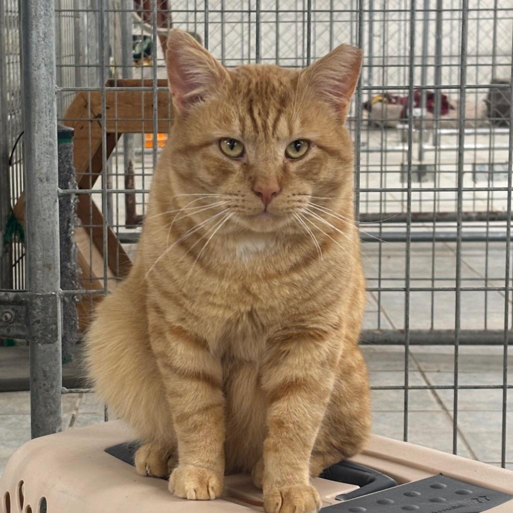 Enlarge Pumpkin Spice, a Adoptable Domestic Short Hair in East Smithfield , PA image 4/6