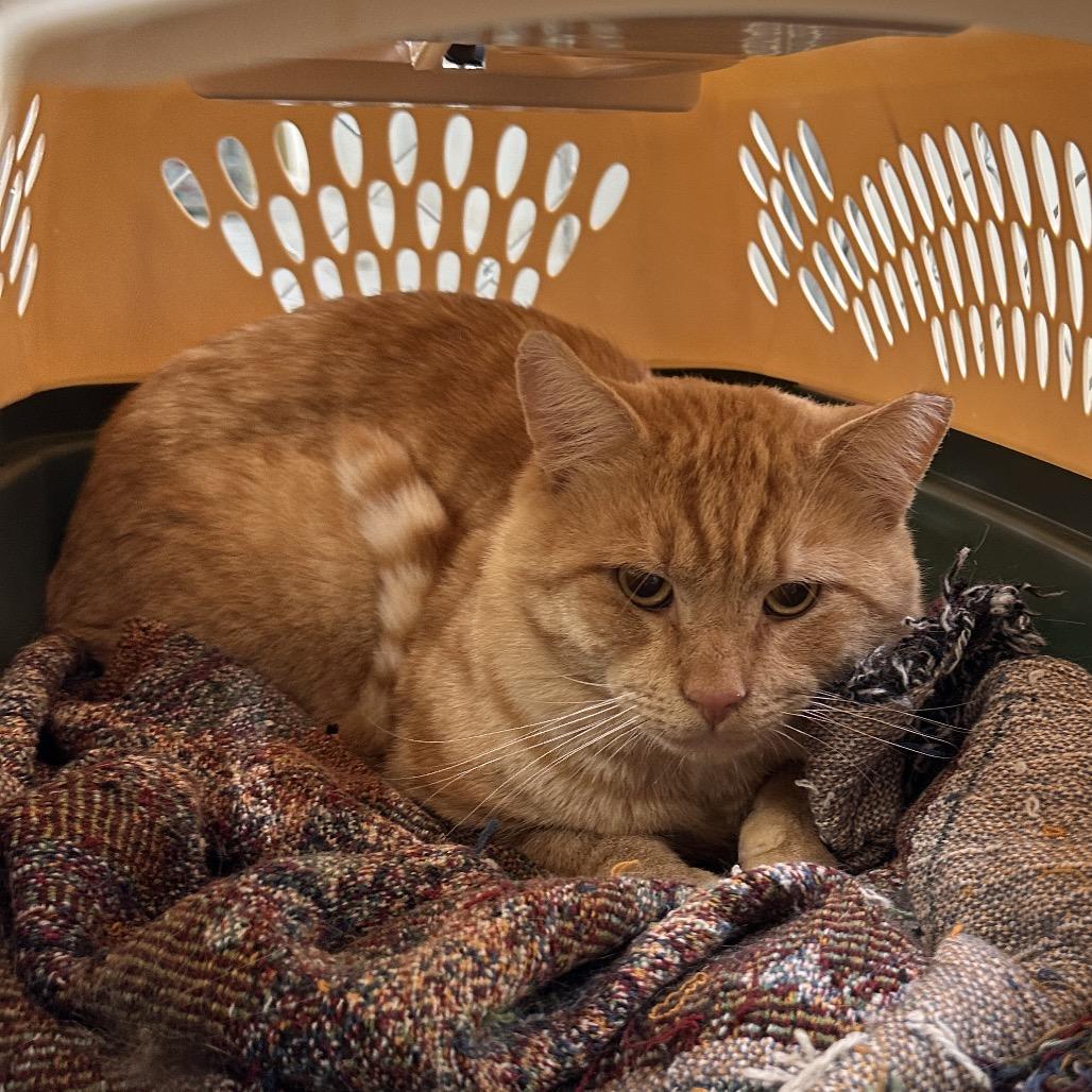 Pumpkin Spice, a Adoptable Domestic Short Hair in East Smithfield , PA image 3/6