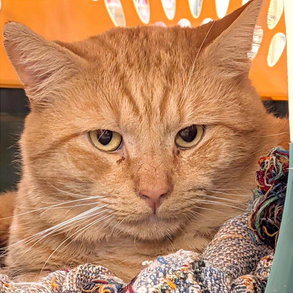 Pumpkin Spice, a Adoptable Domestic Short Hair in East Smithfield , PA image 4/6
