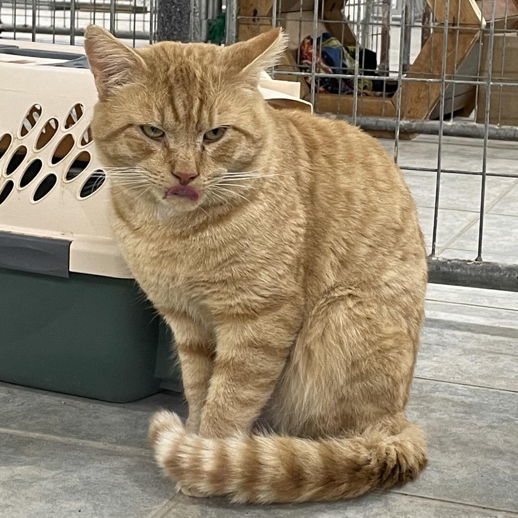 Pumpkin Spice, a Adoptable Domestic Short Hair in East Smithfield , PA image 5/6