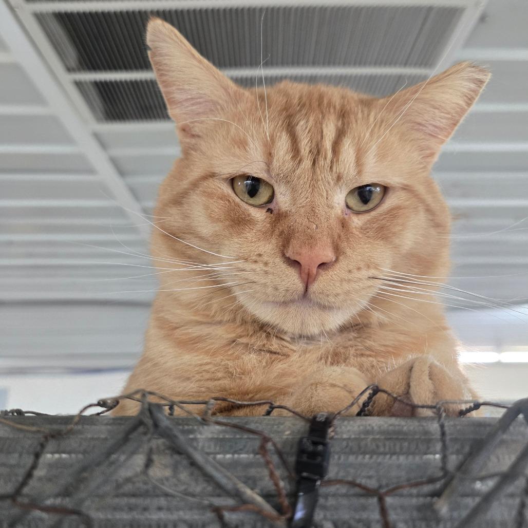 Enlarge Pumpkin Spice, a Adoptable Domestic Short Hair in East Smithfield , PA image 5/6