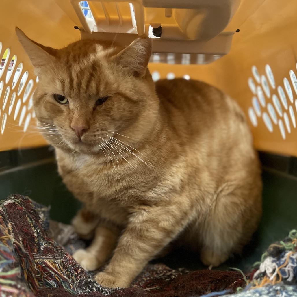 Pumpkin Spice, a Adoptable Domestic Short Hair in East Smithfield , PA image 6/6