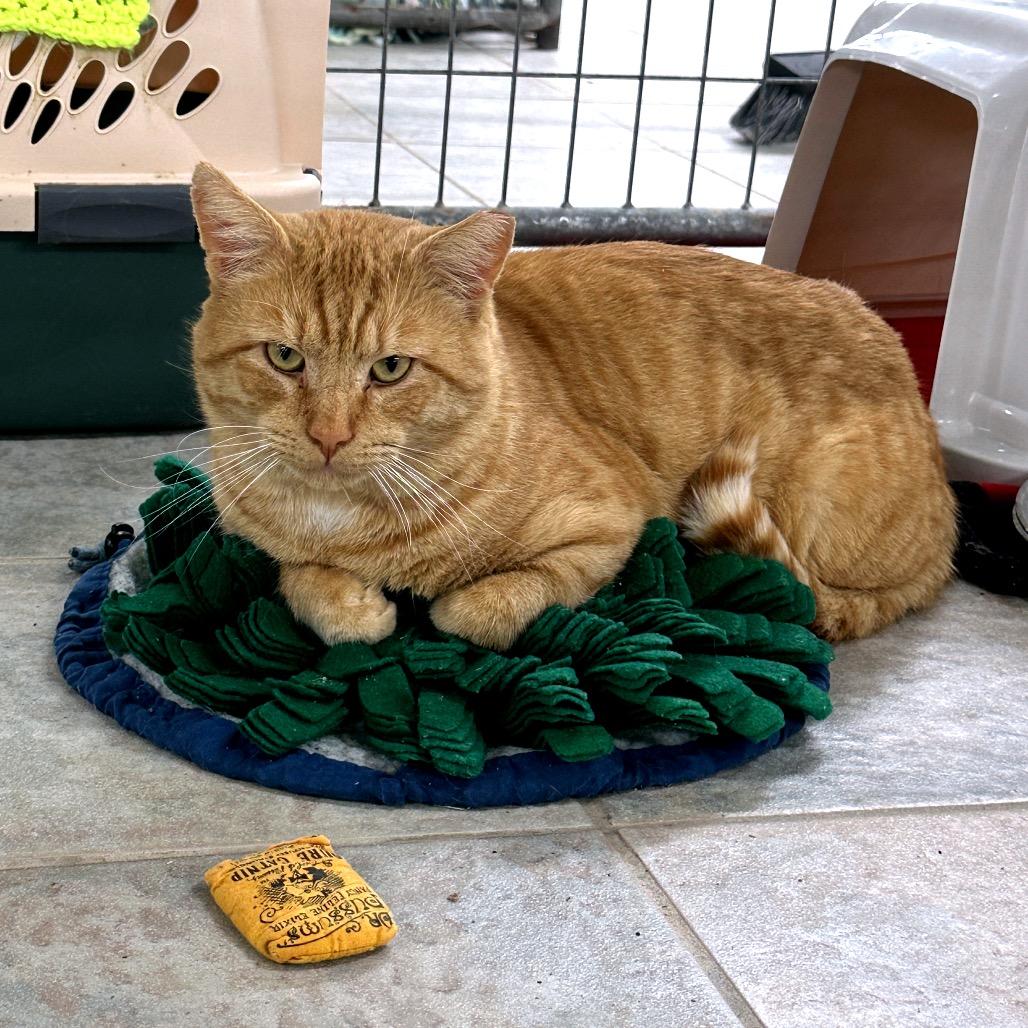 Enlarge Pumpkin Spice, a Adoptable Domestic Short Hair in East Smithfield , PA image 6/6