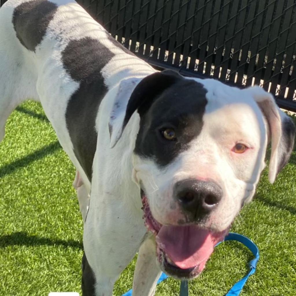 Zena A2019230, a Adoptable Great Dane in Mission Hills, CA image 1/4