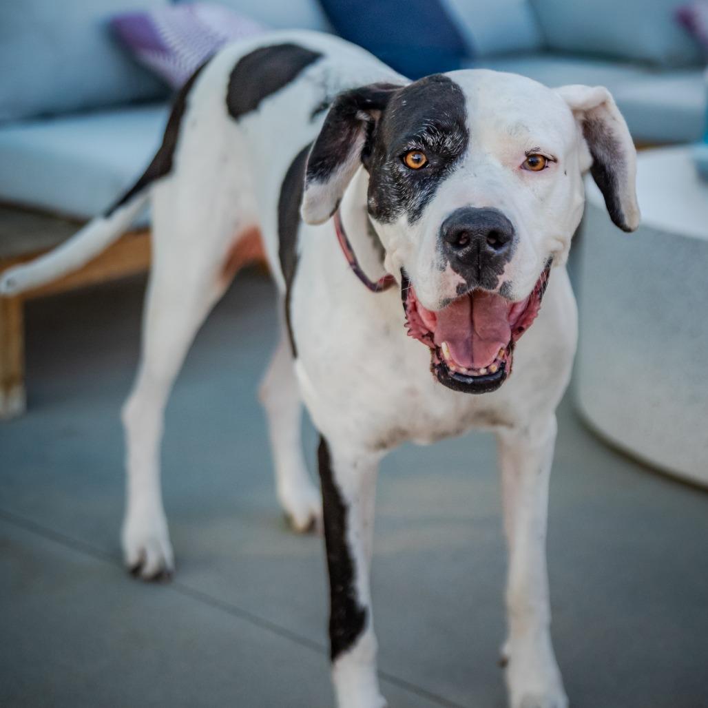 Zena A2019230, a Adoptable Great Dane in Mission Hills, CA image 2/4