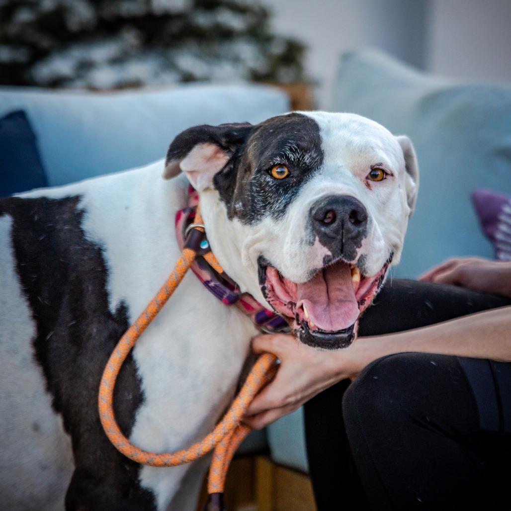 Zena A2019230, a Adoptable Great Dane in Mission Hills, CA image 3/4