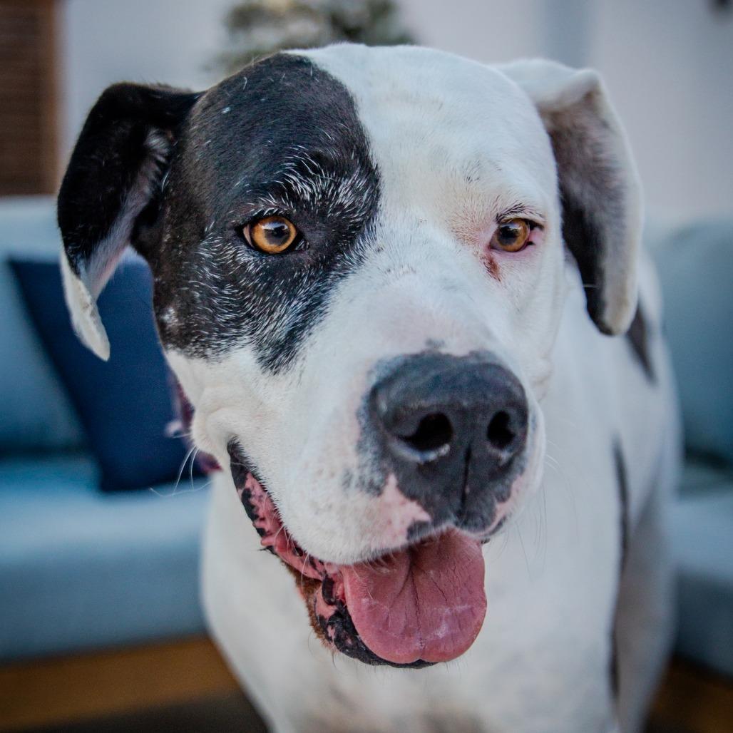Zena A2019230, a Adoptable Great Dane in Mission Hills, CA image 5/5