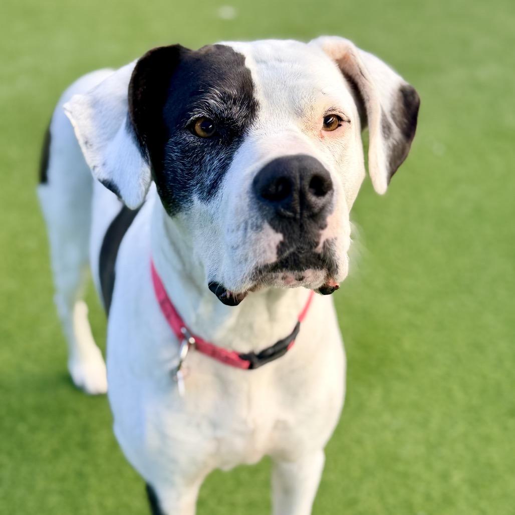 Enlarge Zena A2019230, a Adoptable Great Dane in Mission Hills, CA image 6/6