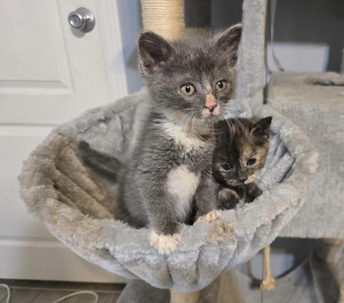 Enlarge Mickey, a Adoptable Domestic Short Hair in GREENVILLE, NC image 1/1