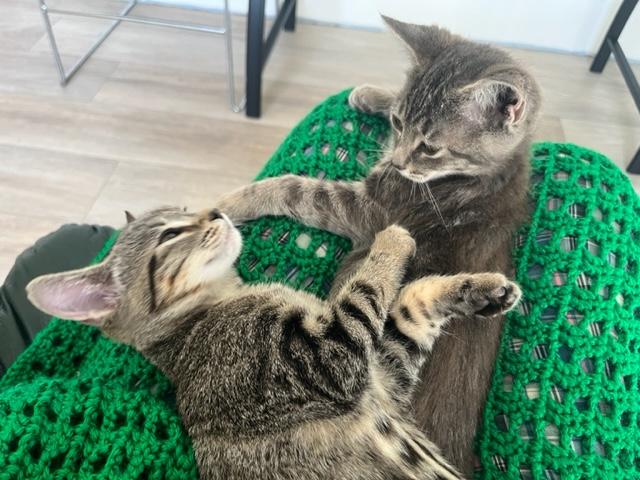 Enlarge Percy is a Little Charmer, a ADOPTABLE mixed breed in Eagle Point, OR image 2/6