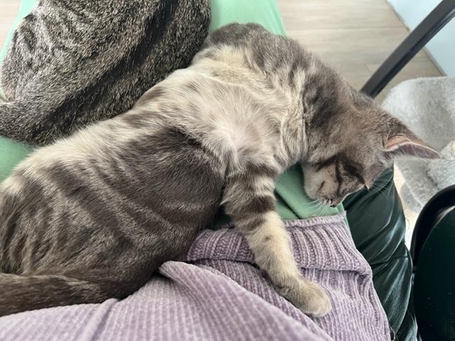 Enlarge Percy is a Little Charmer, a ADOPTABLE mixed breed in Eagle Point, OR image 5/6