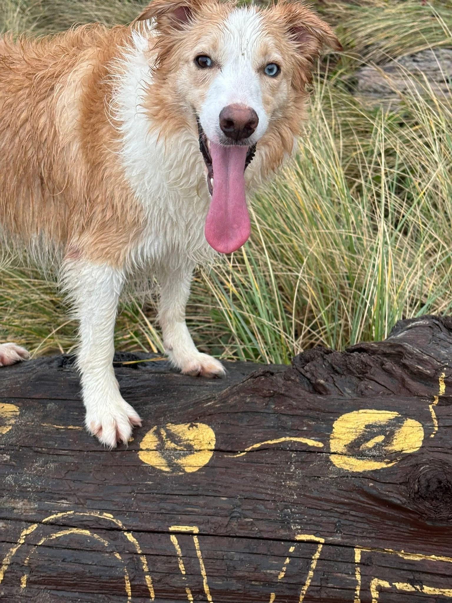Blondie, a Adoptable Border Collie in Salem, OR image 6/6