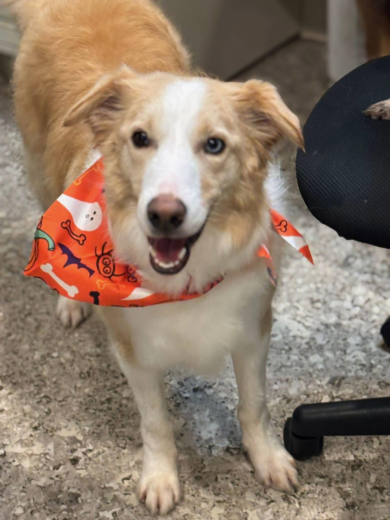 Blondie, a Adoptable Border Collie in Salem, OR image 4/6