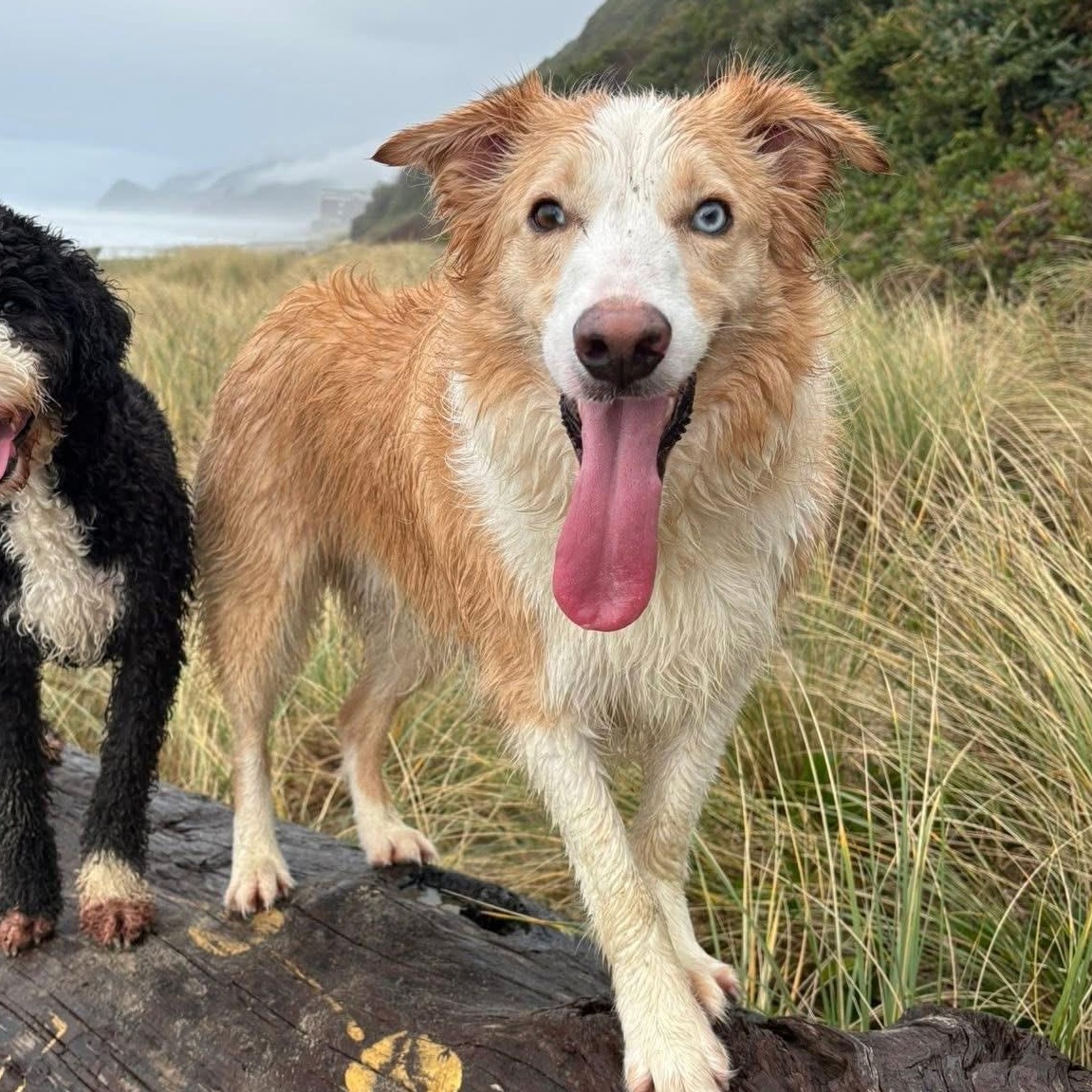 Blondie, a Adoptable Border Collie in Salem, OR image 1/6
