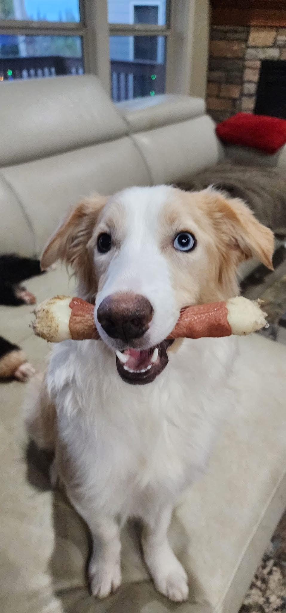 Blondie, a Adoptable Border Collie in Salem, OR image 3/6