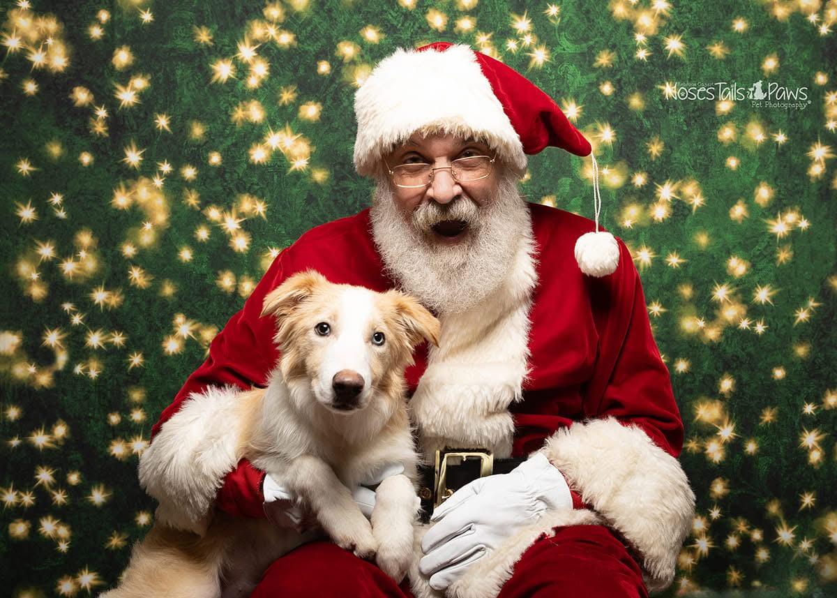 Blondie, a Adoptable Border Collie in Salem, OR image 2/6