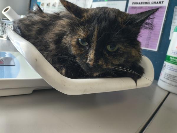 Indy, Adoptable, Senior Female Domestic Long Hair.