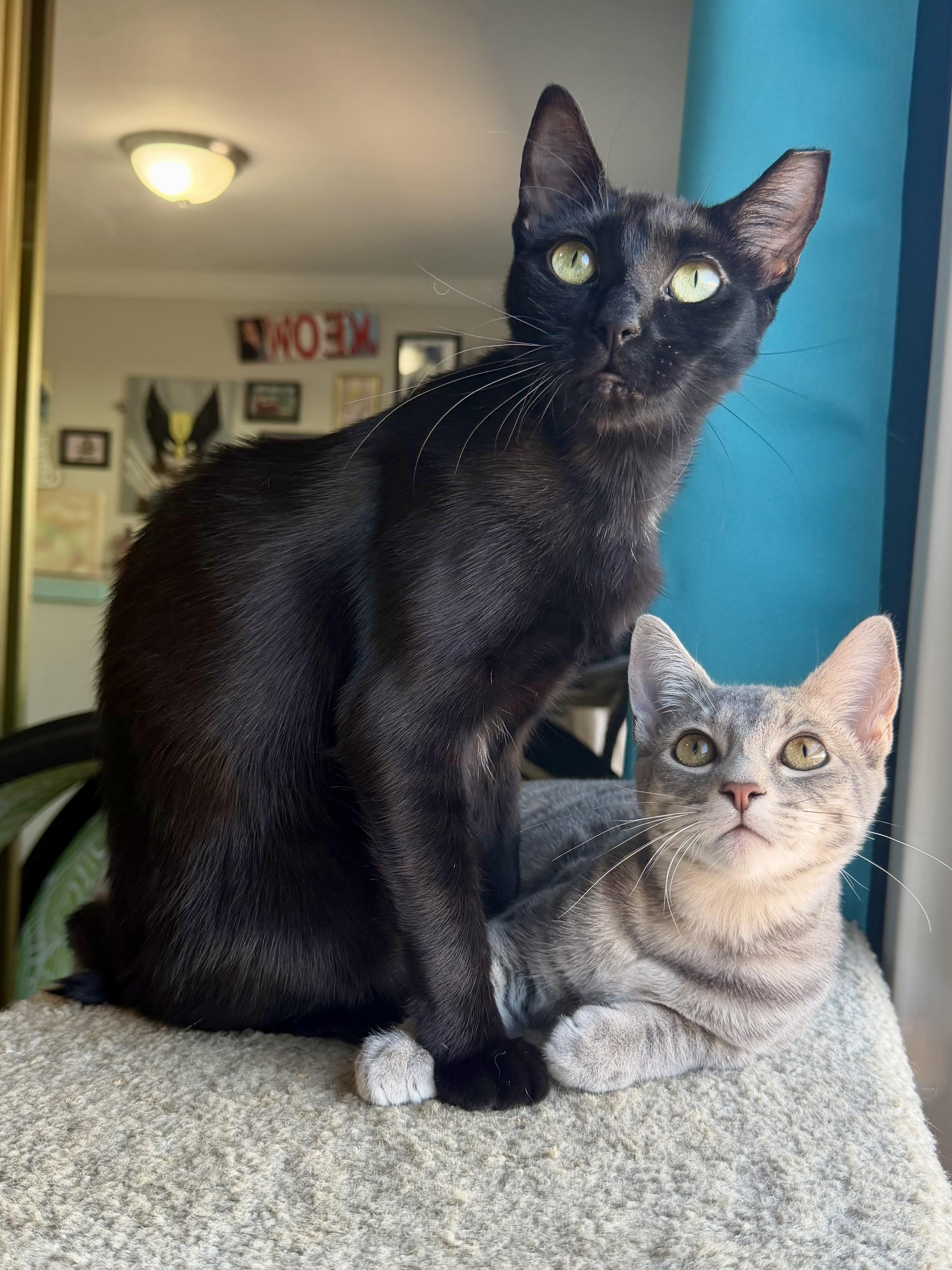 Enlarge Queenie (bonded with Eleanor), a Adopted Domestic Short Hair in Redwood City, CA image 2/6