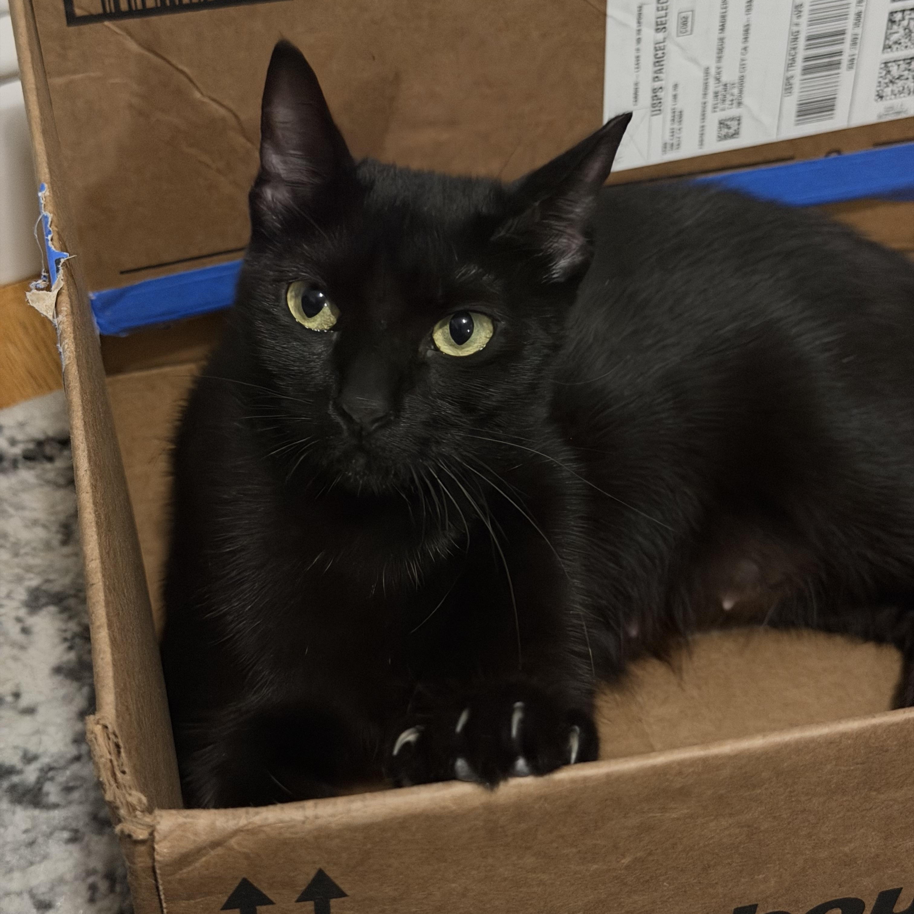 Enlarge Queenie (bonded with Eleanor), a Adopted Domestic Short Hair in Redwood City, CA image 3/6