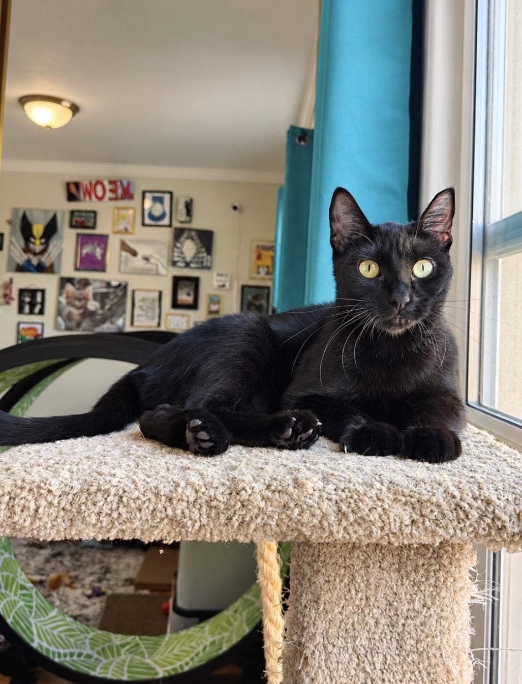 Enlarge Queenie (bonded with Eleanor), a Adopted Domestic Short Hair in Redwood City, CA image 5/6