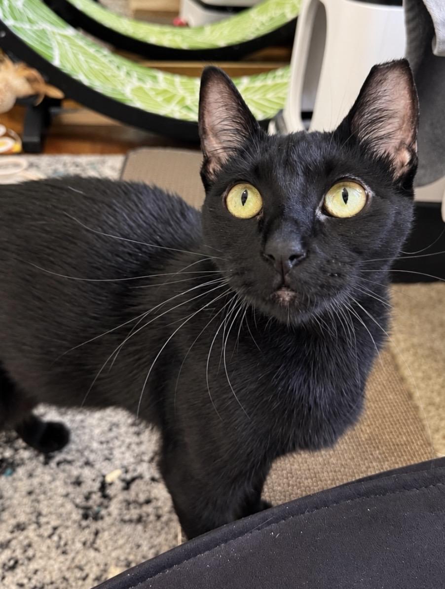 Enlarge Queenie (bonded with Eleanor), a Adopted Domestic Short Hair in Redwood City, CA image 1/6