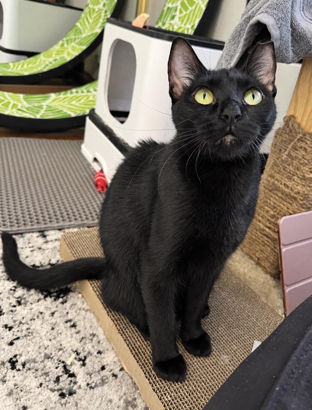 Enlarge Queenie (bonded with Eleanor), a Adopted Domestic Short Hair in Redwood City, CA image 4/6