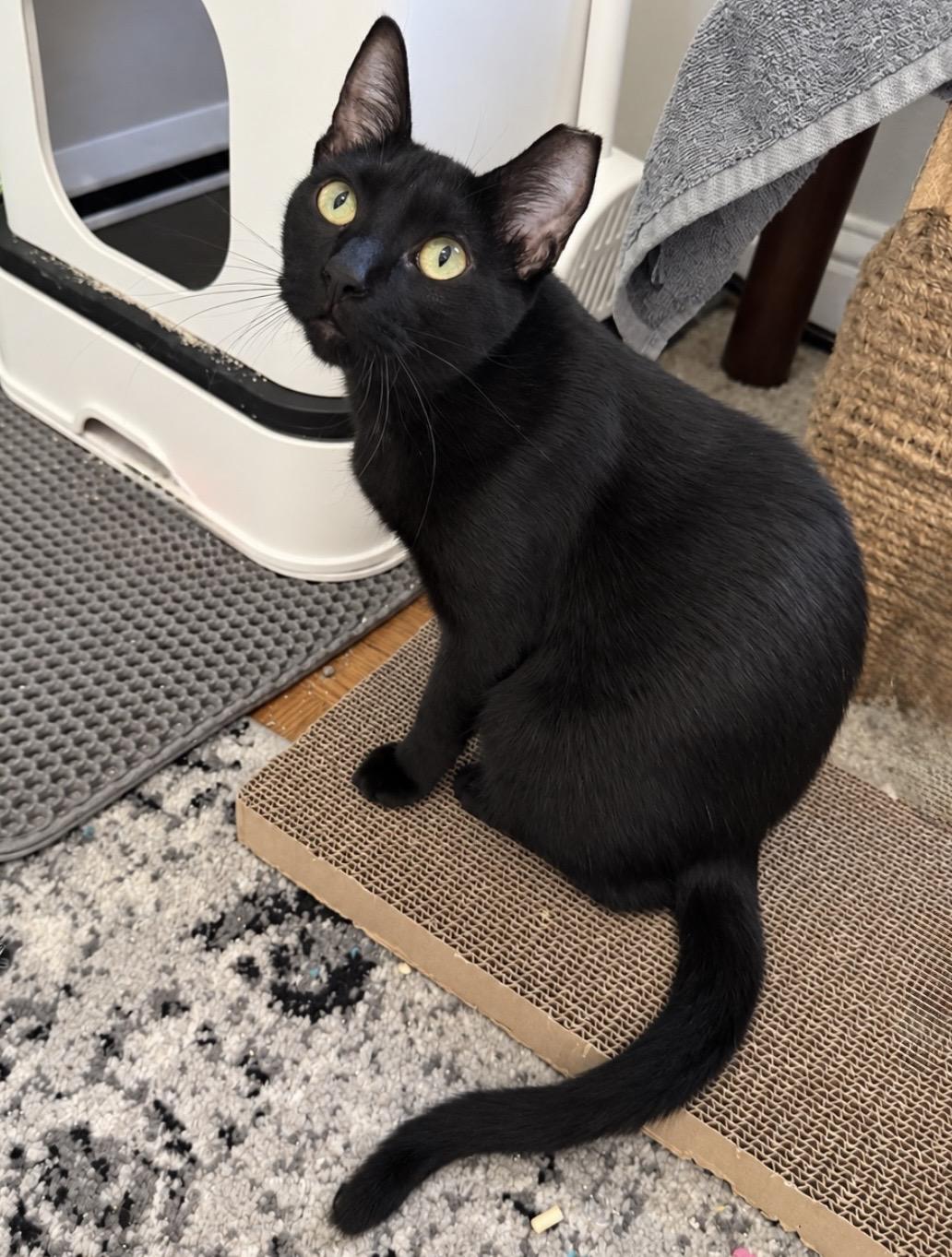 Enlarge Queenie (bonded with Eleanor), a Adopted Domestic Short Hair in Redwood City, CA image 6/6