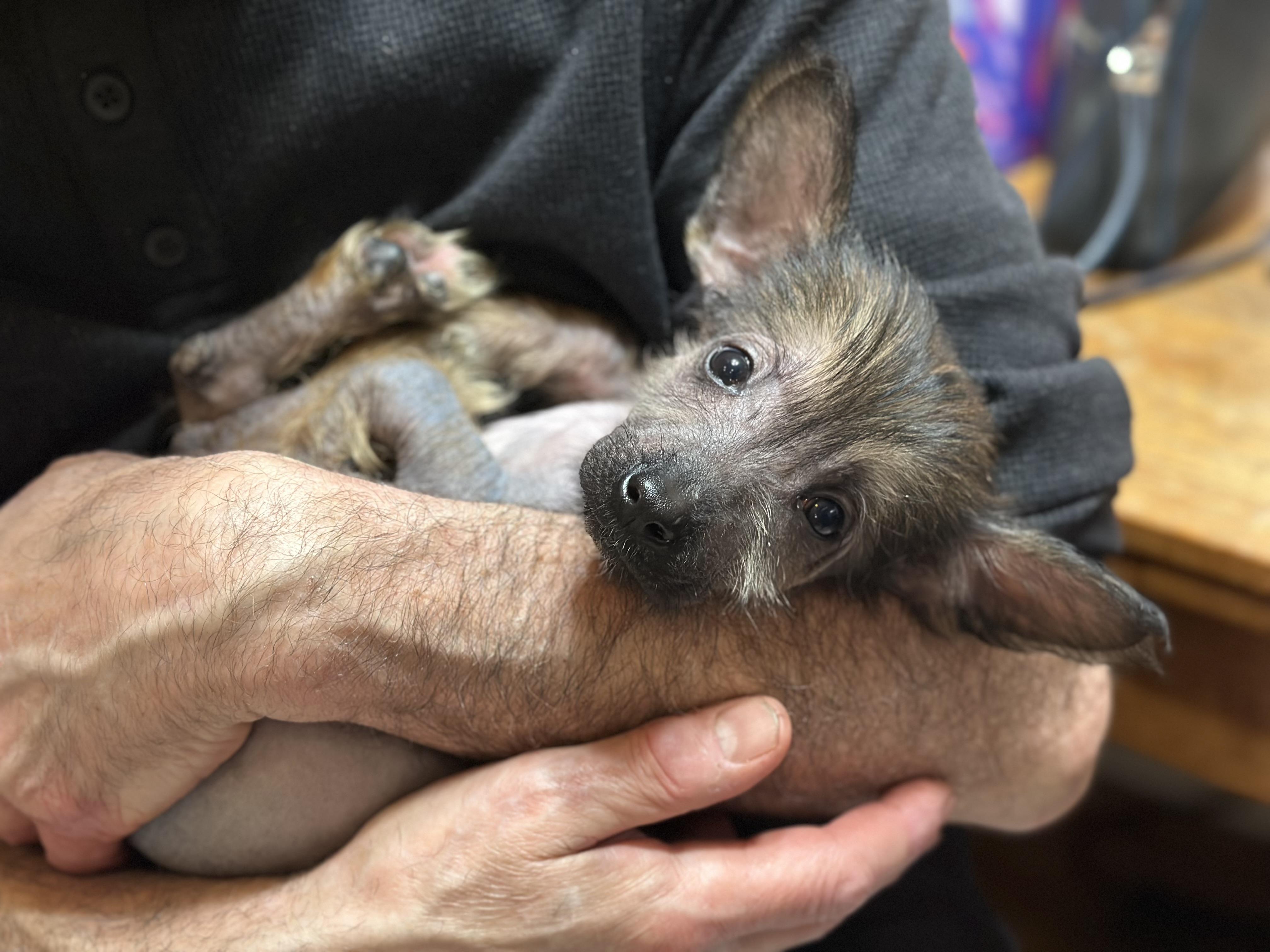 Enlarge Waffles, an adopted mixed breed in Atlanta, GA image 1/3