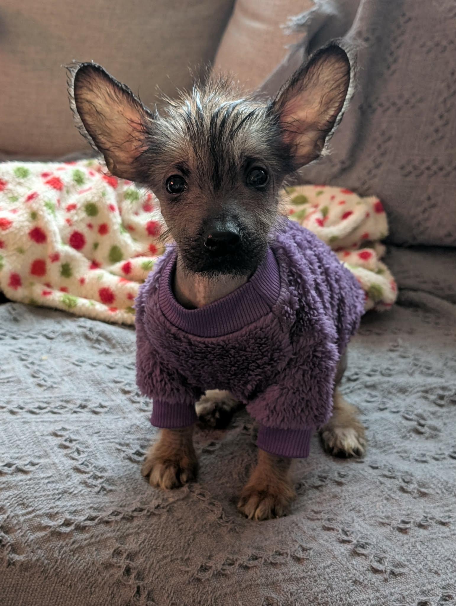 Enlarge Waffles, an adopted mixed breed in Atlanta, GA image 3/3