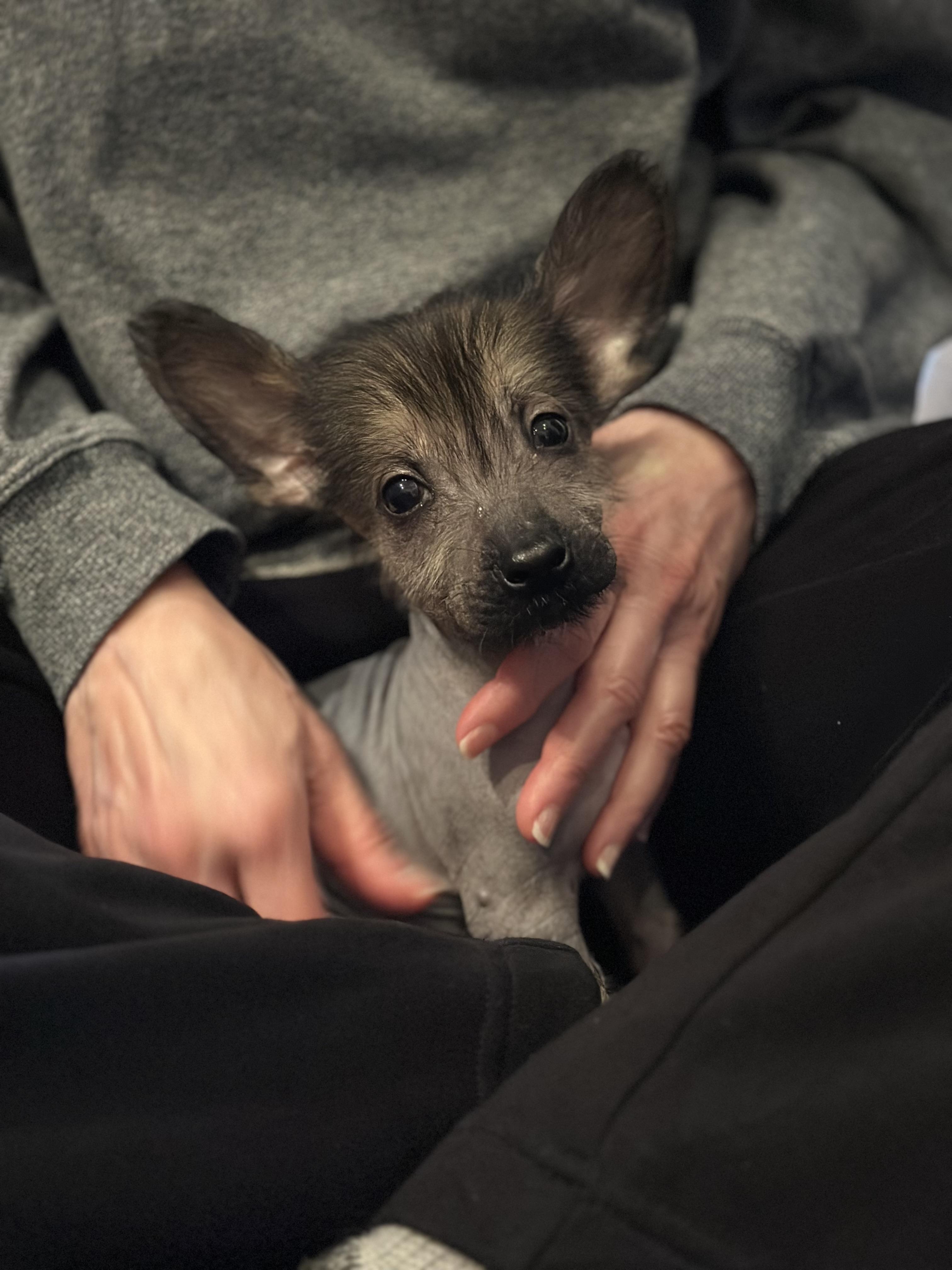 Enlarge Waffles, an adopted mixed breed in Atlanta, GA image 2/3