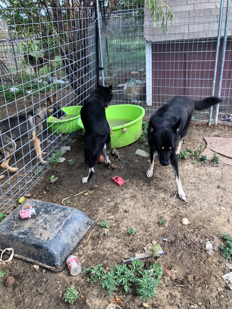 Brittany Sheyan, Adoptable, Young Female German Shepherd Dog.