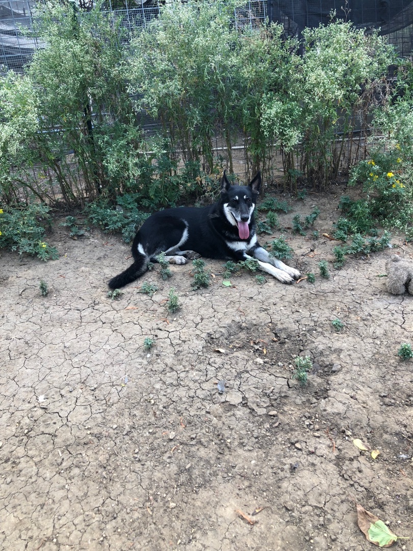 Brittany Sheyan, a Adoptable German Shepherd Dog in Haslet, TX image 2/5