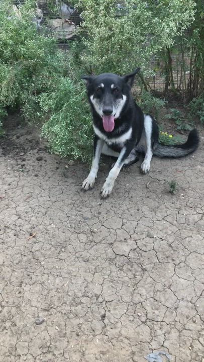 Enlarge Brittany Sheyan, a Adoptable German Shepherd Dog in Haslet, TX video 5/5