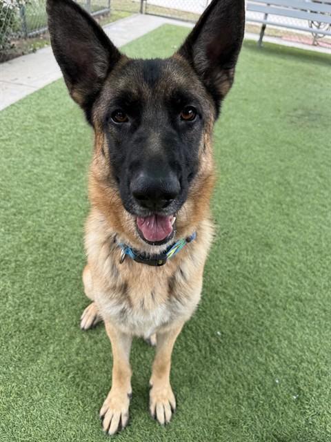 CHAVEZ, Adoptable, Adult Male German Shepherd Dog.
