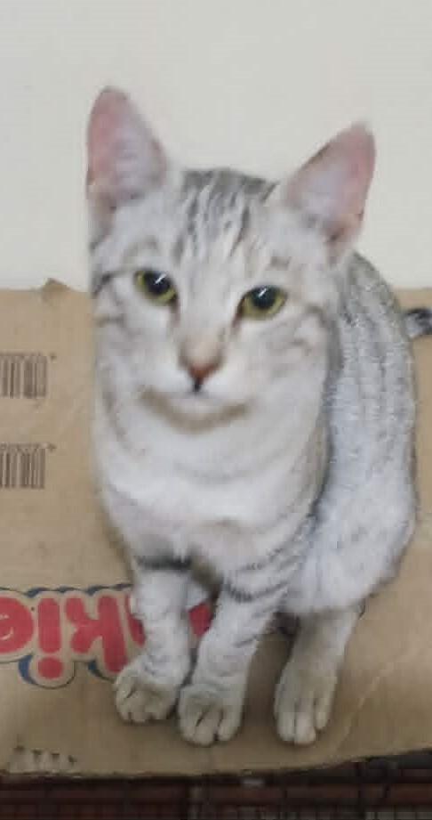 Enlarge Moza, a Adoptable Egyptian Mau in WOLCOTT, CT image 1/6