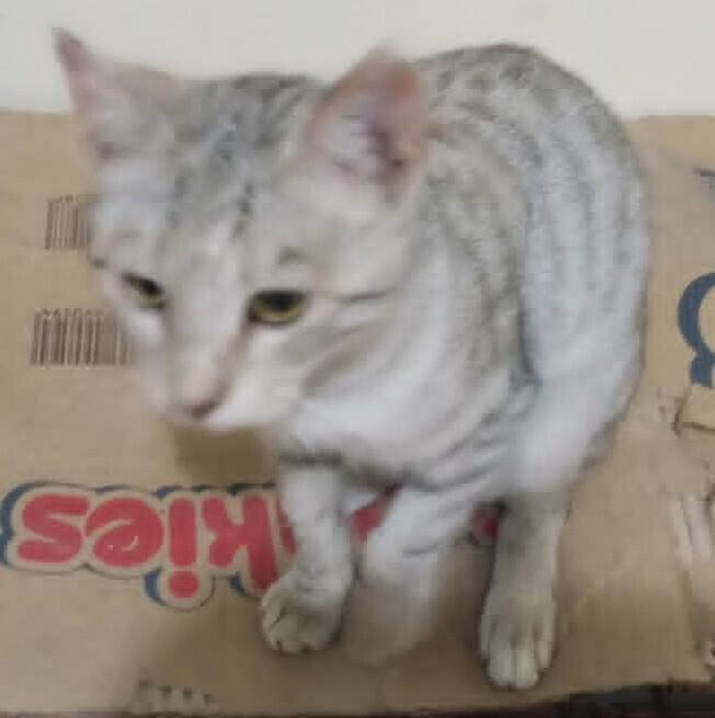 Enlarge Moza, a Adoptable Egyptian Mau in WOLCOTT, CT image 2/6