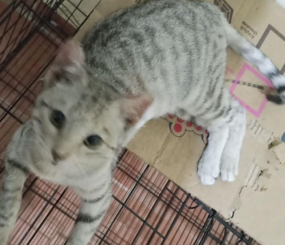 Enlarge Moza, a Adoptable Egyptian Mau in WOLCOTT, CT image 3/6