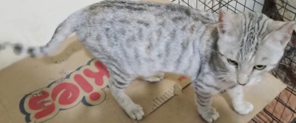 Enlarge Moza, a Adoptable Egyptian Mau in WOLCOTT, CT image 4/6