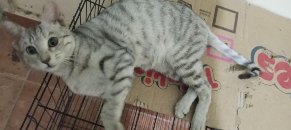 Enlarge Moza, a Adoptable Egyptian Mau in WOLCOTT, CT image 5/6