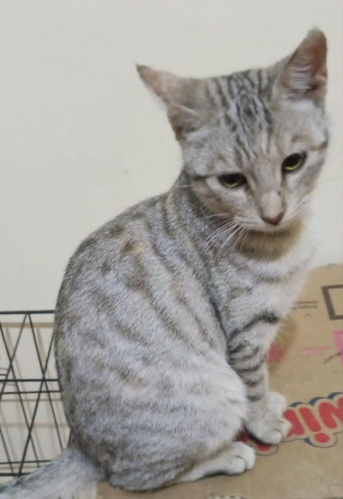 Enlarge Moza, a Adoptable Egyptian Mau in WOLCOTT, CT image 6/6