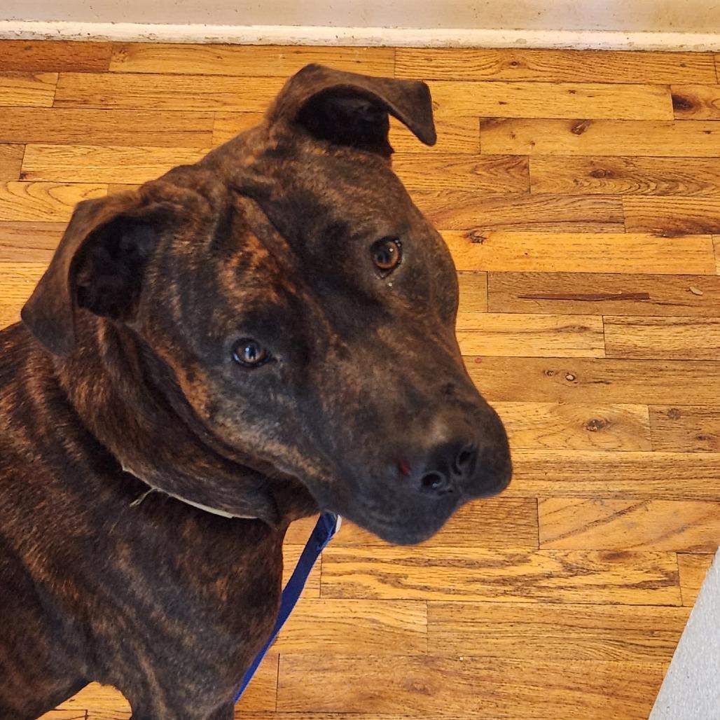 Mufasa, Adoptable, Young Male Mixed Breed.