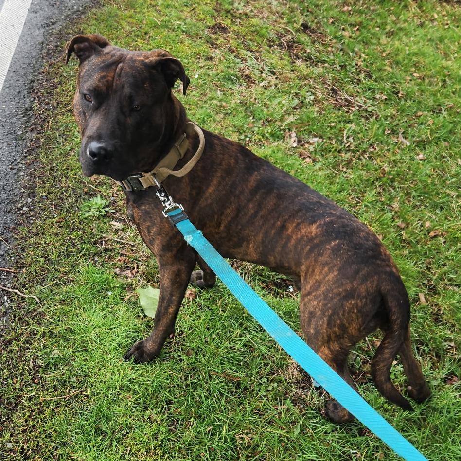 Enlarge Mufasa, a Adoptable Mixed Breed in Ferndale, WA image 2/4