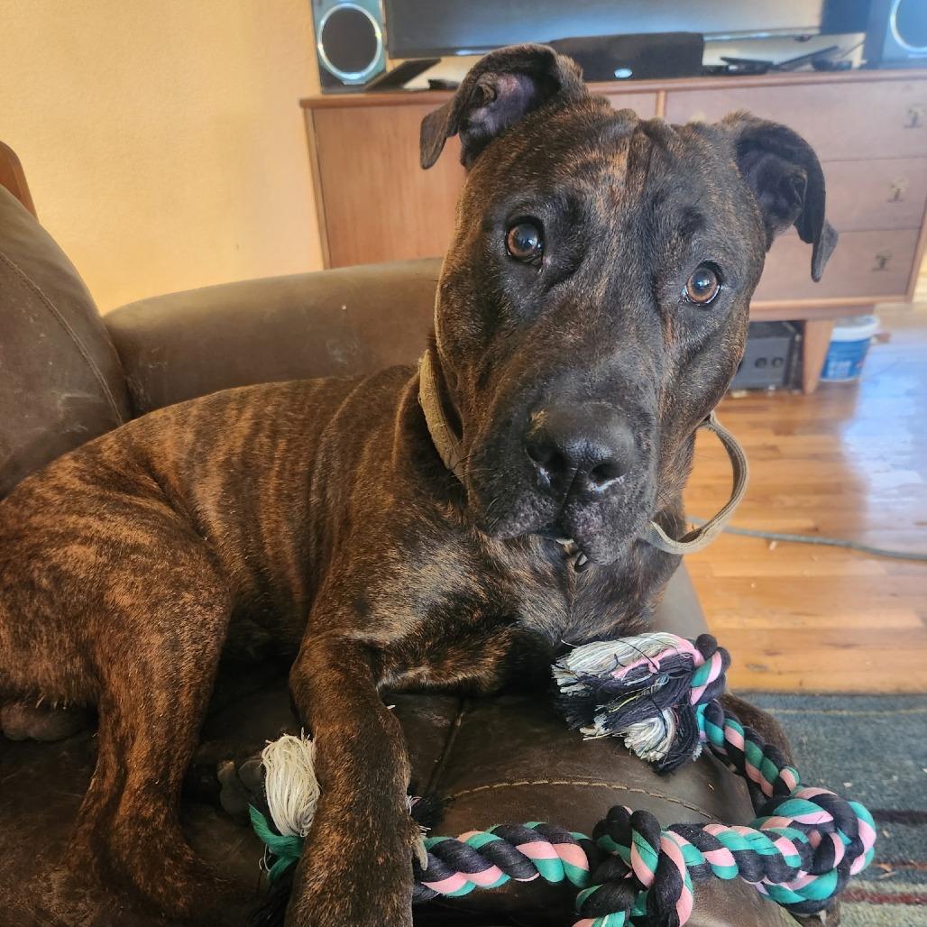 Mufasa, Adoptable, Young Male Mixed Breed.