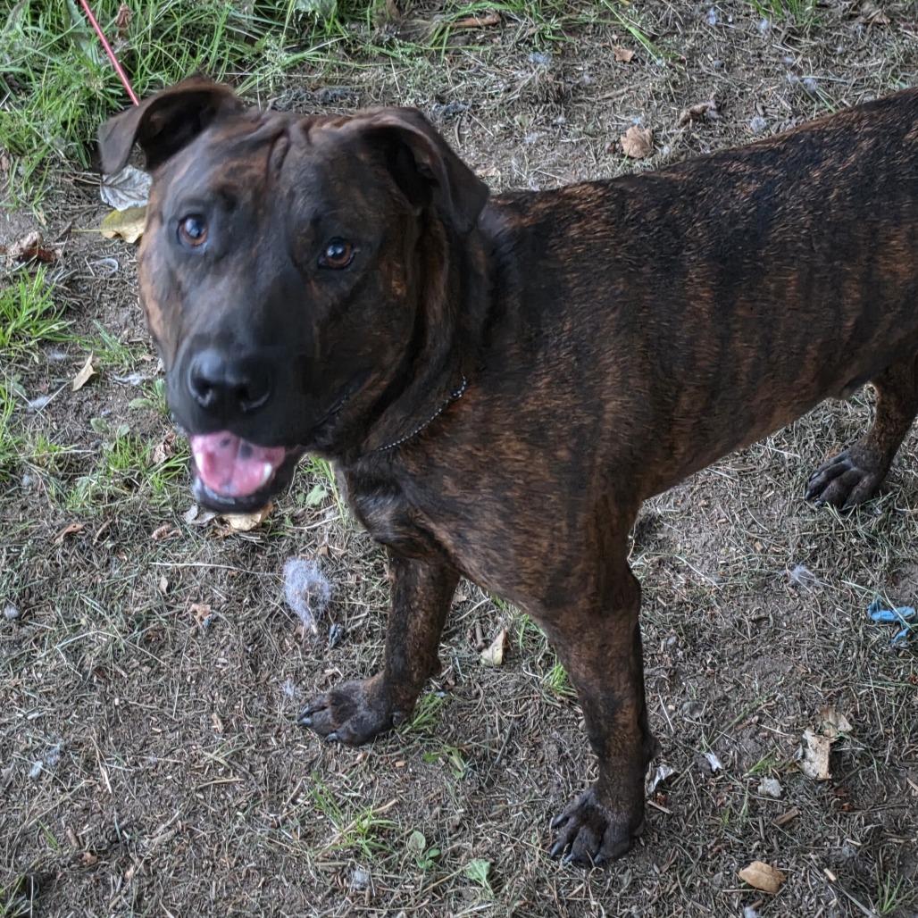 Mufasa, a Adoptable Mixed Breed in Ferndale, WA image 4/6