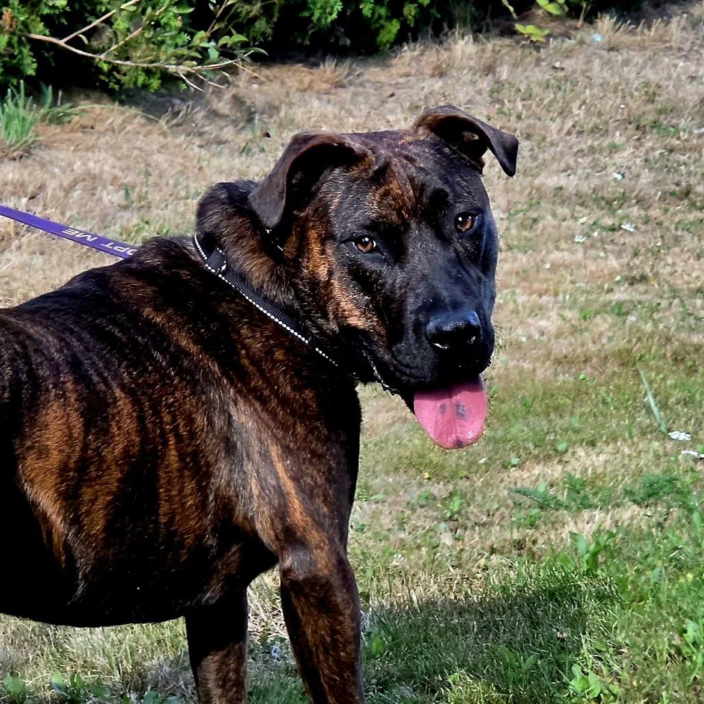 Enlarge Mufasa, a Adoptable Mixed Breed in Ferndale, WA image 2/6