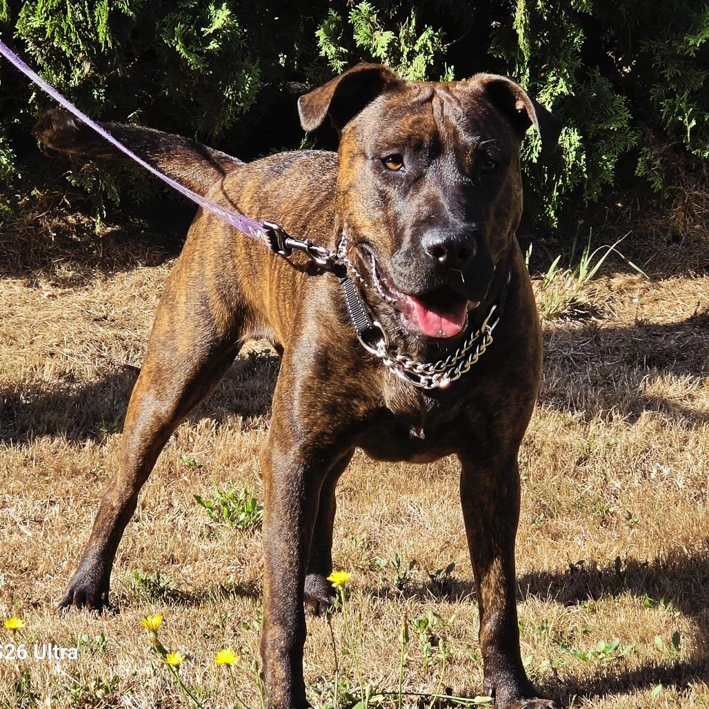 Enlarge Mufasa, a Adoptable Mixed Breed in Ferndale, WA image 4/6