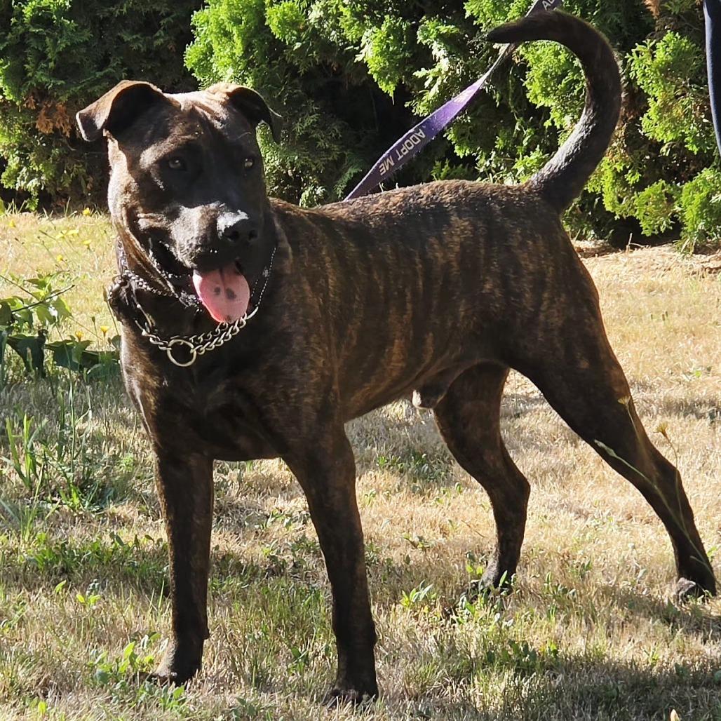 Enlarge Mufasa, a Adoptable Mixed Breed in Ferndale, WA image 5/6